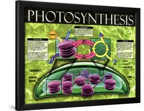 Photosynthesis-null-Framed Art Print