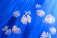 White Transparent Jellyfish or Jellies, Medusa, Swiming in A Blue Aquarium-PhotoTomek-Framed Photographic Print