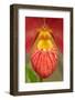 Phragmipedium besseae, orchid-Lisa Engelbrecht-Framed Photographic Print