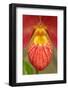 Phragmipedium besseae, orchid-Lisa Engelbrecht-Framed Photographic Print