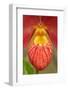 Phragmipedium besseae, orchid-Lisa Engelbrecht-Framed Photographic Print