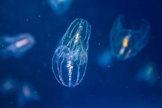 Jellyfish under the Deep Sea-Phraisohn Siripool-Photographic Print