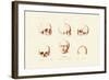 Phrenology, 1833-39-null-Framed Giclee Print