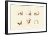 Phrenology, 1833-39-null-Framed Giclee Print