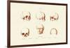 Phrenology, 1833-39-null-Framed Giclee Print