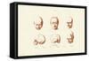 Phrenology, 1833-39-null-Framed Stretched Canvas
