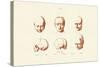 Phrenology, 1833-39-null-Stretched Canvas