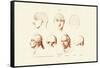 Phrenology, 1833-39-null-Framed Stretched Canvas