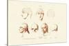 Phrenology, 1833-39-null-Stretched Canvas