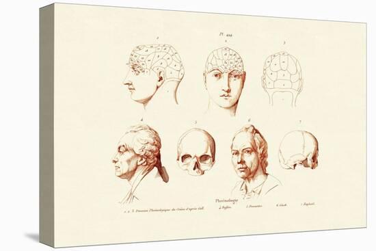 Phrenology, 1833-39-null-Stretched Canvas