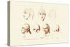 Phrenology, 1833-39-null-Stretched Canvas