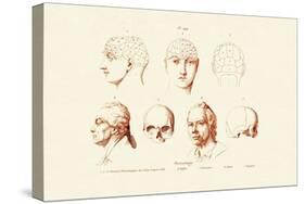 Phrenology, 1833-39-null-Stretched Canvas