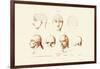 Phrenology, 1833-39-null-Framed Giclee Print