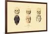 Phrenology, 1833-39-null-Framed Giclee Print