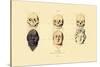 Phrenology, 1833-39-null-Stretched Canvas