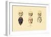 Phrenology, 1833-39-null-Framed Giclee Print