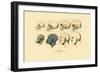 Phrenology, 1833-39-null-Framed Giclee Print