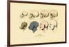 Phrenology, 1833-39-null-Framed Giclee Print