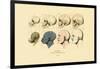 Phrenology, 1833-39-null-Framed Giclee Print