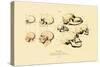 Phrenology, 1833-39-null-Stretched Canvas