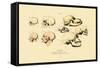 Phrenology, 1833-39-null-Framed Stretched Canvas