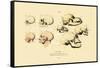 Phrenology, 1833-39-null-Framed Stretched Canvas