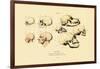 Phrenology, 1833-39-null-Framed Giclee Print