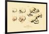 Phrenology, 1833-39-null-Framed Giclee Print