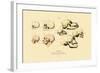 Phrenology, 1833-39-null-Framed Giclee Print