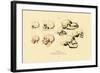 Phrenology, 1833-39-null-Framed Giclee Print