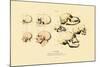 Phrenology, 1833-39-null-Mounted Giclee Print