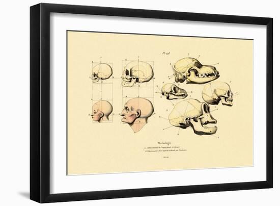 Phrenology, 1833-39-null-Framed Giclee Print