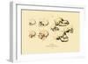 Phrenology, 1833-39-null-Framed Giclee Print