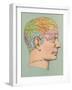 Phrenology Chart of Head-null-Framed Art Print