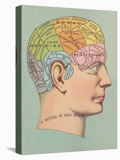 Phrenology Chart of Head-null-Stretched Canvas
