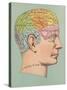 Phrenology Chart of Head-null-Stretched Canvas