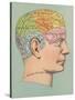 Phrenology Chart of Head-null-Stretched Canvas