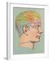 Phrenology Chart of Head-null-Framed Art Print