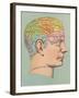 Phrenology Chart of Head-null-Framed Art Print