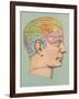 Phrenology Chart of Head-null-Framed Art Print