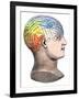 Phrenology Model of the Locations of the Various Organs of Mind in the Human Head-null-Framed Giclee Print