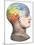 Phrenology Model of the Locations of the Various Organs of Mind in the Human Head-null-Mounted Giclee Print