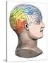 Phrenology Model of the Locations of the Various Organs of Mind in the Human Head-null-Stretched Canvas