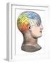 Phrenology Model of the Locations of the Various Organs of Mind in the Human Head-null-Framed Giclee Print