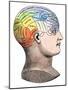 Phrenology Model of the Locations of the Various Organs of Mind in the Human Head-null-Mounted Giclee Print