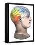 Phrenology Model of the Locations of the Various Organs of Mind in the Human Head-null-Framed Stretched Canvas