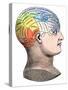 Phrenology Model of the Locations of the Various Organs of Mind in the Human Head-null-Stretched Canvas