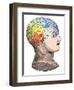 Phrenology Model of the Locations of the Various Organs of Mind in the Human Head-null-Framed Giclee Print