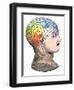 Phrenology Model of the Locations of the Various Organs of Mind in the Human Head-null-Framed Giclee Print