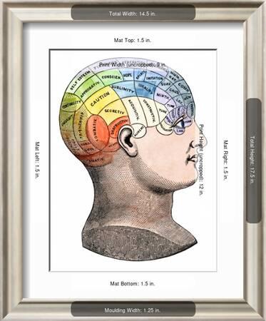 'Phrenology Model of the Locations of the Various Organs of ...